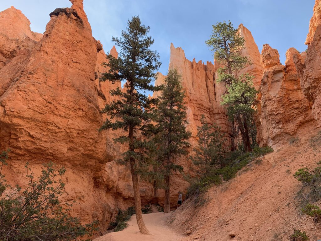 A steep hiking trail with orange sandstone switchbacks and two tall pine trees between high canyon walls
