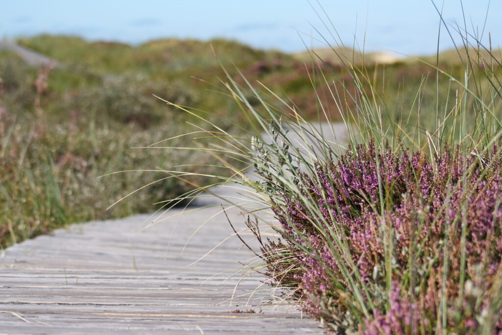 a boardwalk in the middle of foliage during daytime